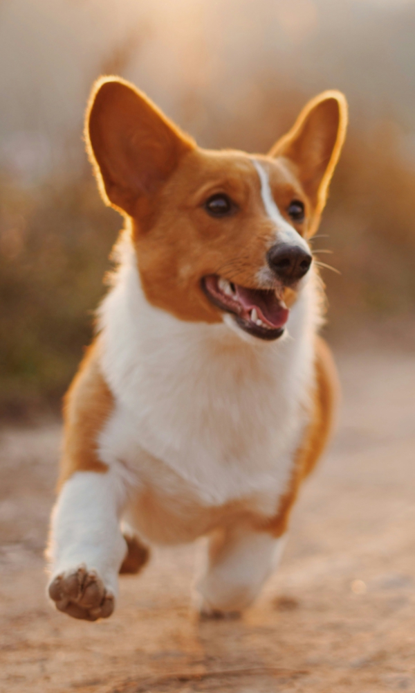 Zwei Hunde laufen fröhlich auf einem Weg in der Natur. Links ein Corgi mit braun-weißem Fell, rechts ein kleiner Hund mit zotteligem grau-braunem Fell. Im Hintergrund scheint warm die Sonne und taucht die Szene in goldenes Licht.