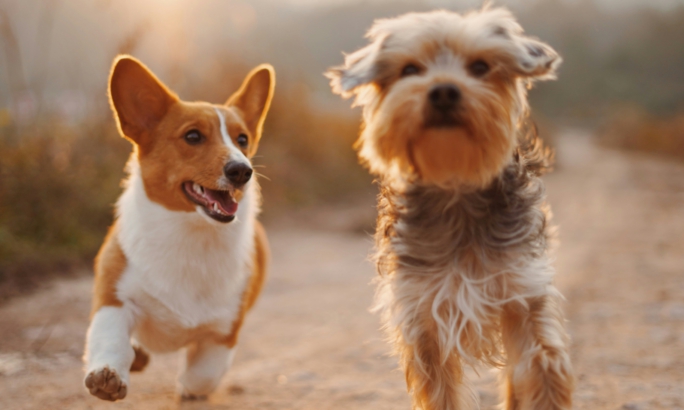 Zwei Hunde laufen fröhlich auf einem Weg in der Natur. Links ein Corgi mit braun-weißem Fell, rechts ein kleiner Hund mit zotteligem grau-braunem Fell. Im Hintergrund scheint warm die Sonne und taucht die Szene in goldenes Licht.