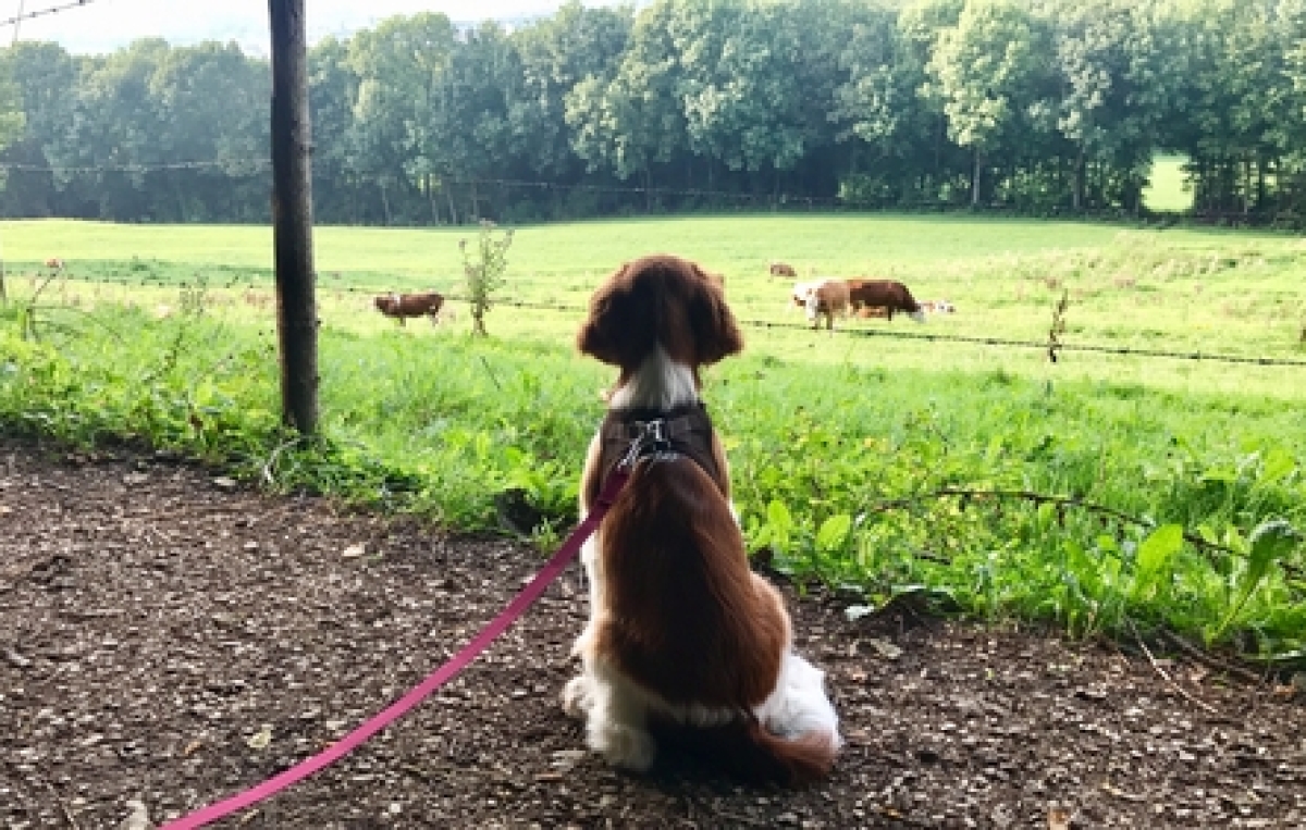 Hund sitzt vor Wiese