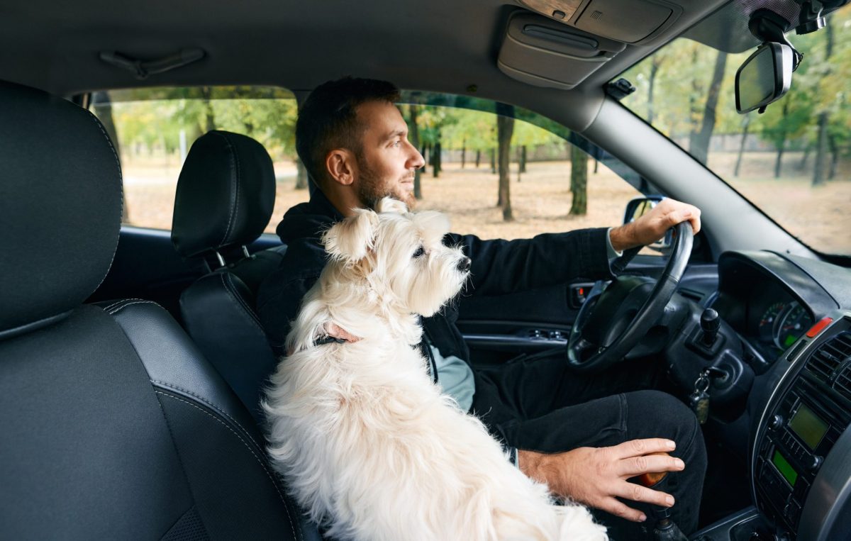 Der richtige Umgang mit Hunden 1