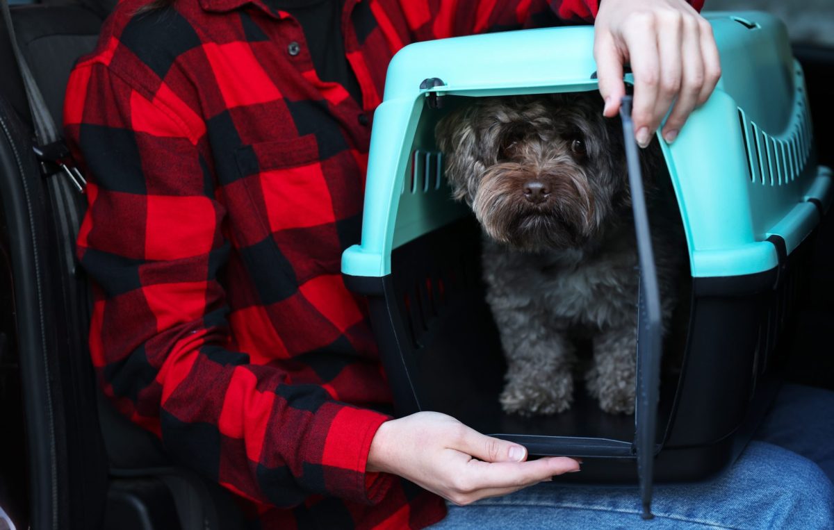 Der richtige Umgang mit Hunden 2