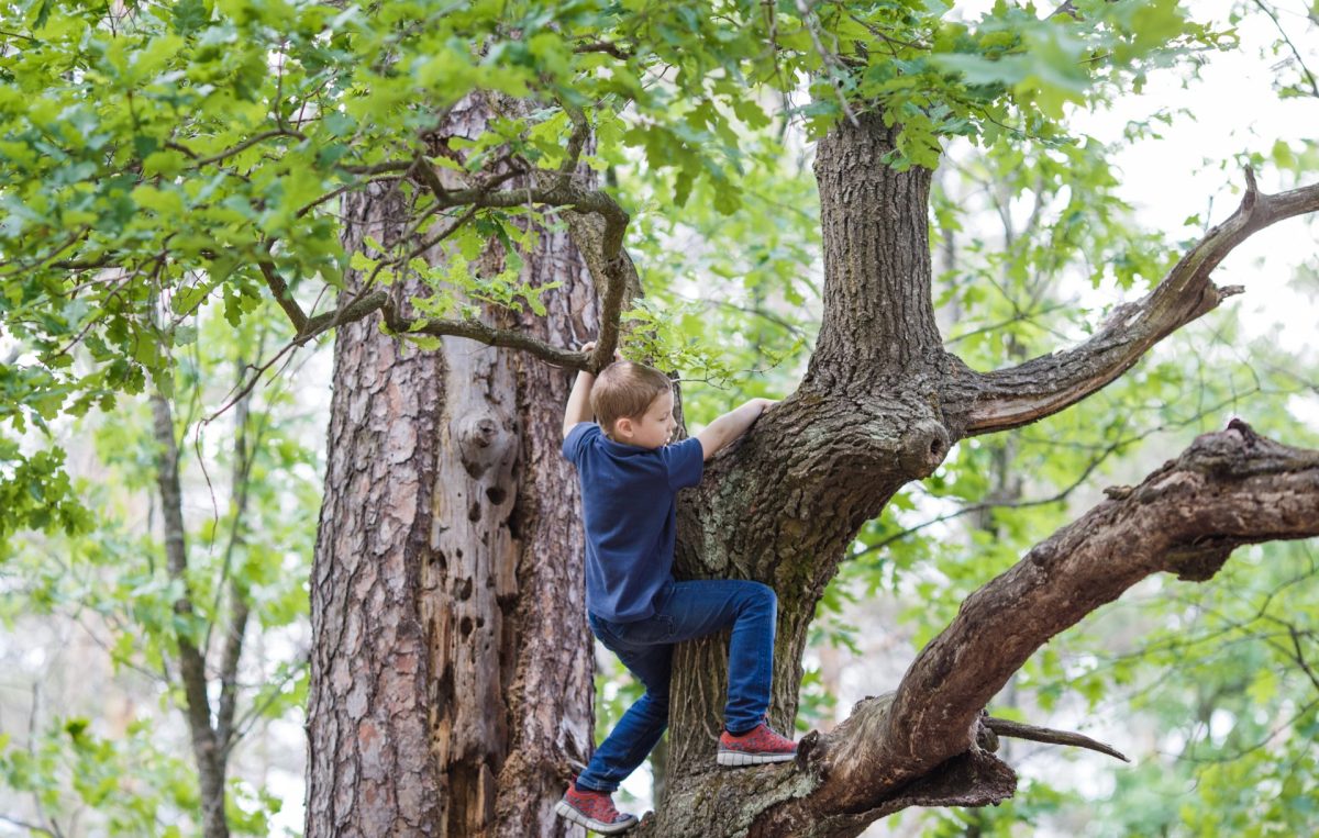 Kind klettert ohne Sicherung am Baum