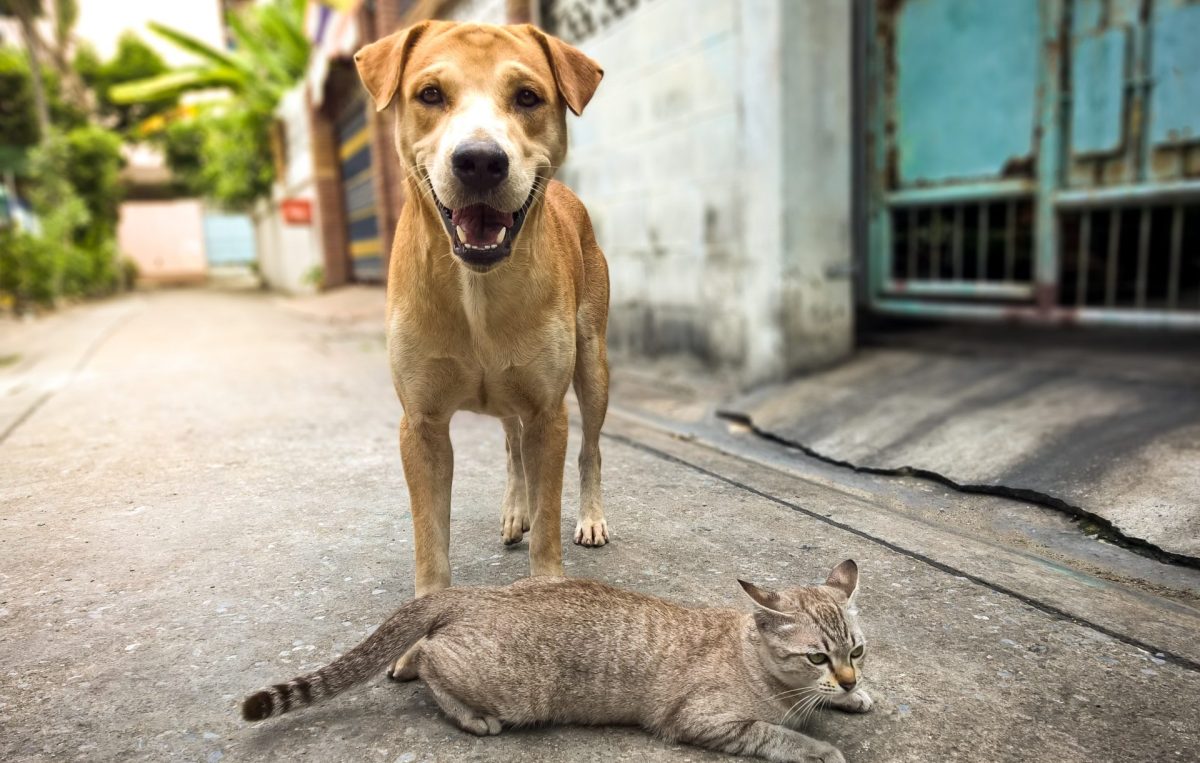 Der richtige Umgang mit Hunden