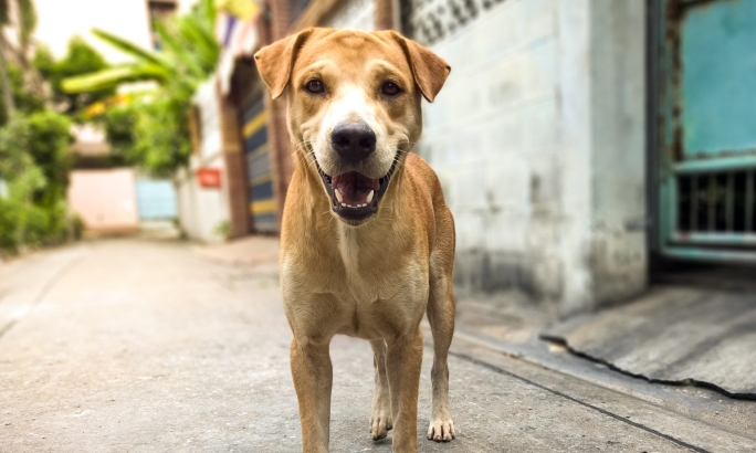 Der richtige Umgang mit Hunden