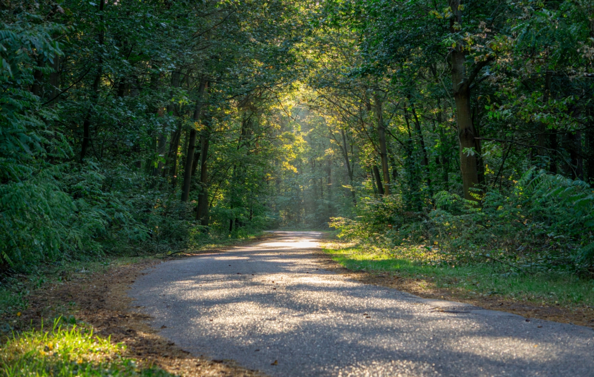 Straße durch Wald