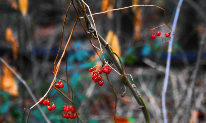 Dünne braune Zweige mit kleinen roten Beeren hängen vor unscharfem Hintergrund.