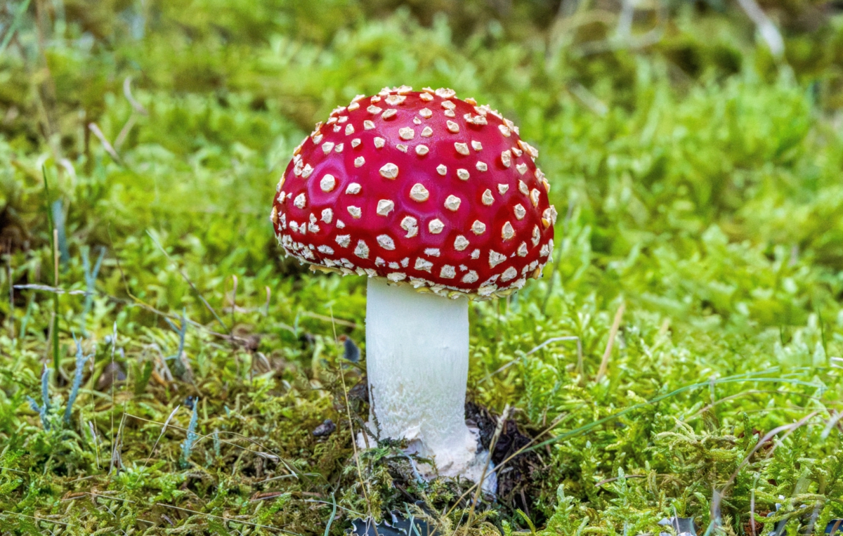 Fliegenpilz mit rotem Hut und weißen Punkten wächst einzeln im grünen Moos.