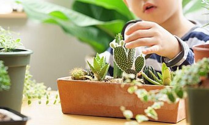 Es grünt so grün – aber leider oft giftig! Es grünt so grün – aber leider oft giftig!