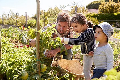 Giftige Pflanzen und Beeren im Garten Giftige Pflanzen und Beeren im Garten