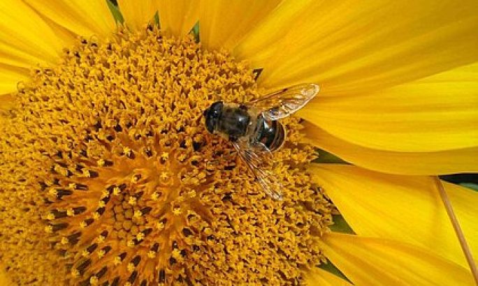 Insektenstich
