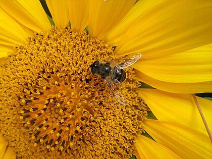 Insektenstich